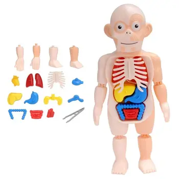 Школьные принадлежности для кукол Анатомические Игрушки Инструмент для обучения органам тела Развивающие Игрушки Модель человеческого органа Образовательное Обучение Изображение